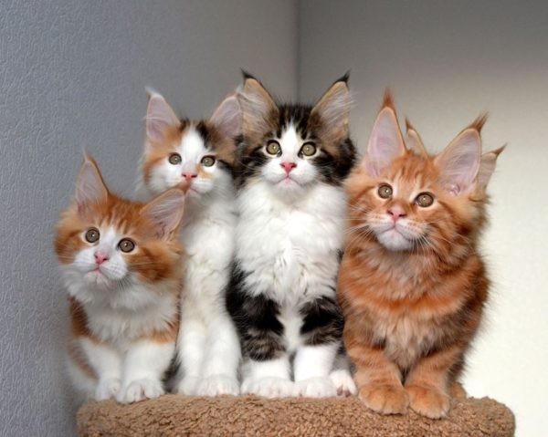 Download Maine Coon Kittens For Sale Near Me
 Gif