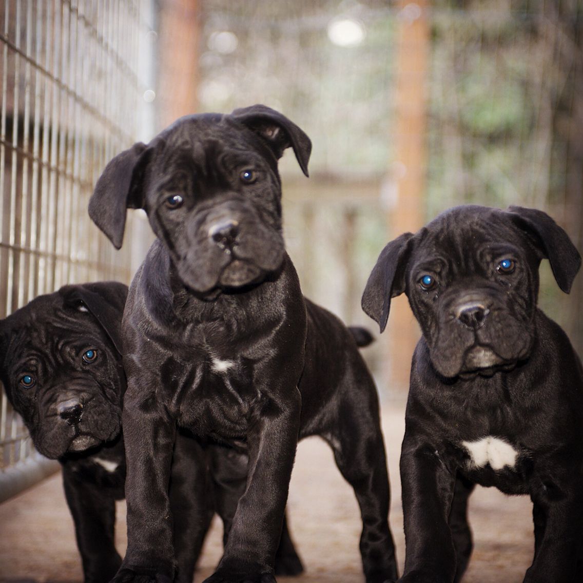 47+ Cane Corso Puppies
 PNG