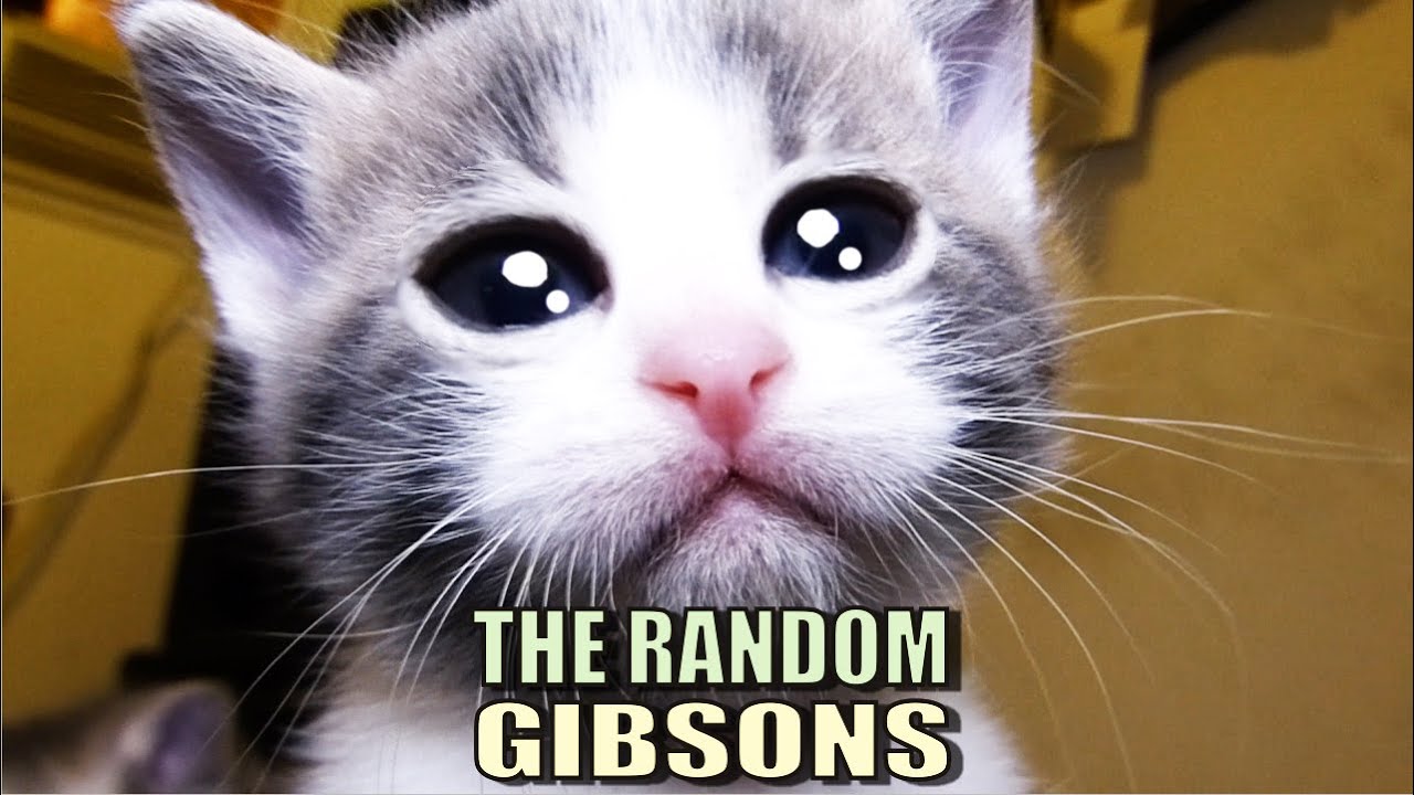35+ Talking Kitty Cat Gibbyson Gif