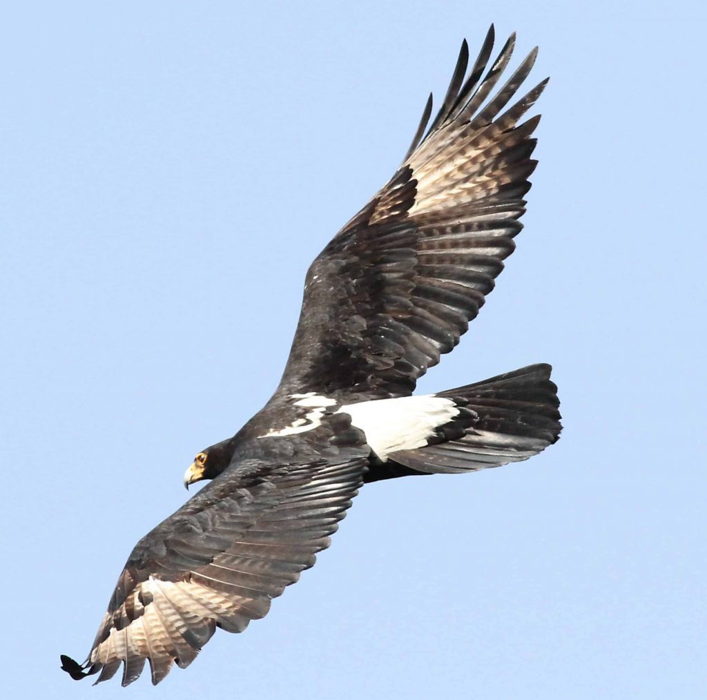 23+ Largest Eagle
 PNG