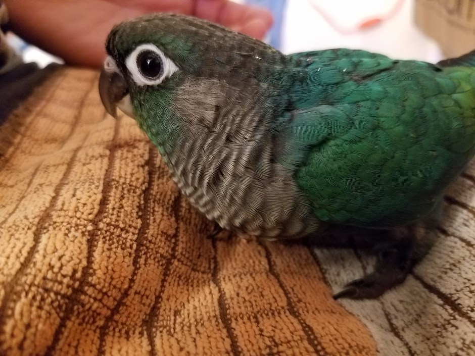 50+ Green Cheek Conure For Sale
 Images