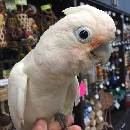 Get Goffin Cockatoo For Sale Pictures