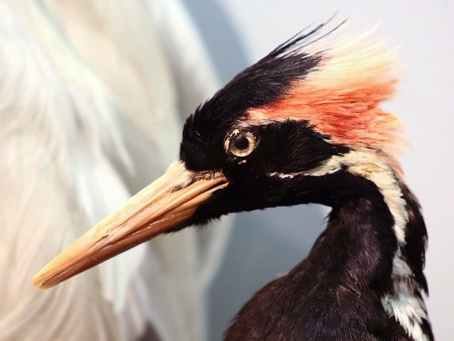 42+ Ivory Billed Woodpecker
 Pictures