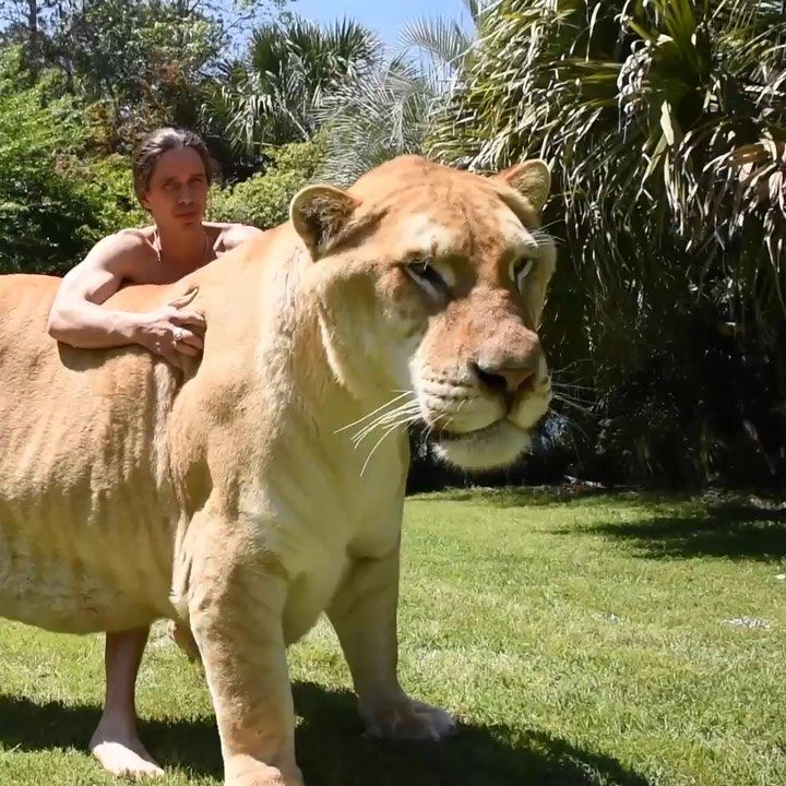 16+ Largest Cat In The World Liger Pics