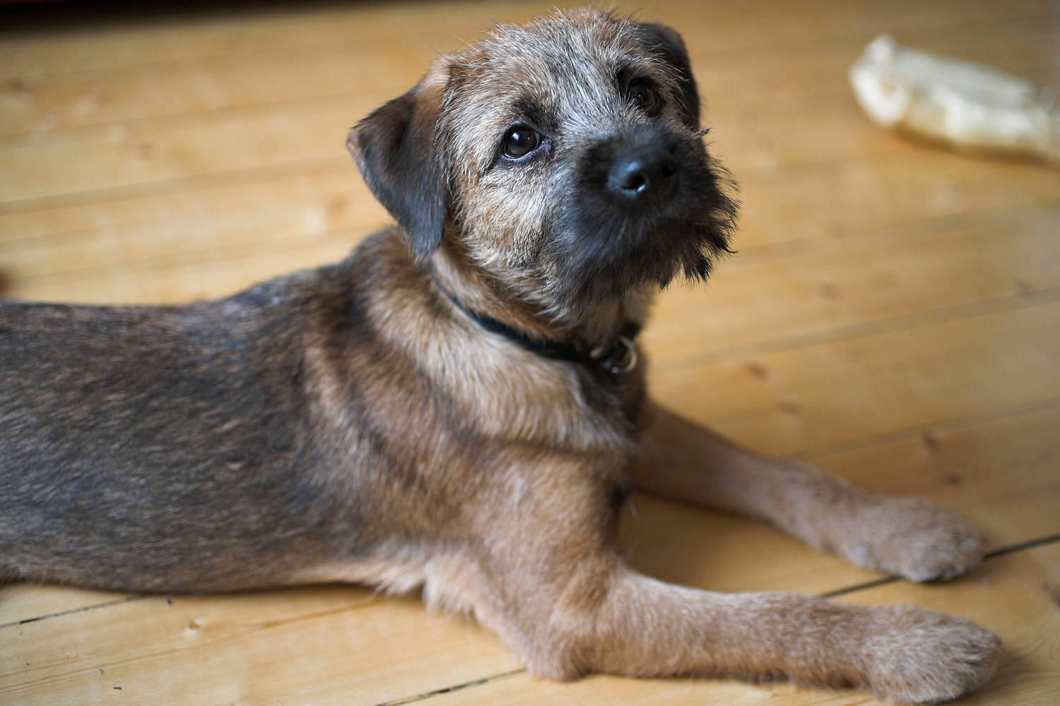 View Border Terrier
 Images