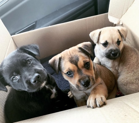Get Rescue Puppies Pics
