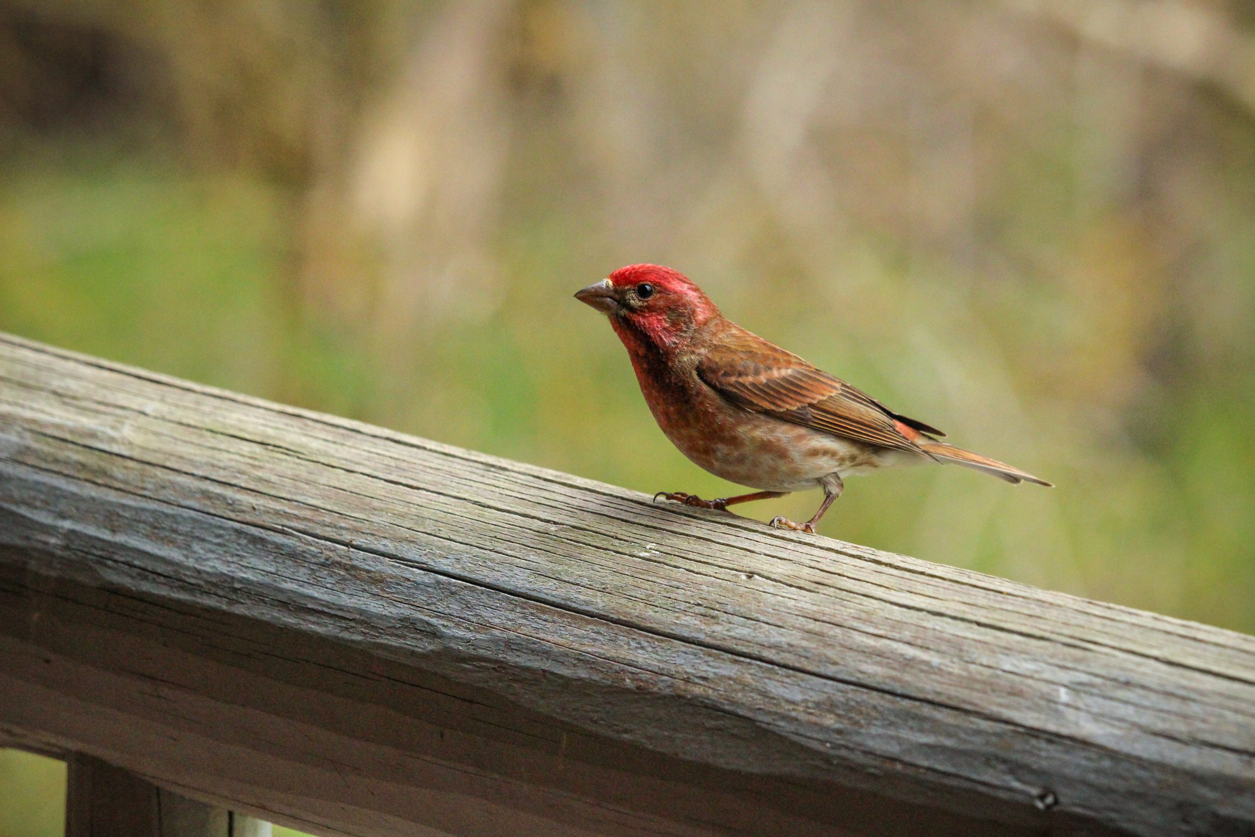 11+ Red Finch
 PNG