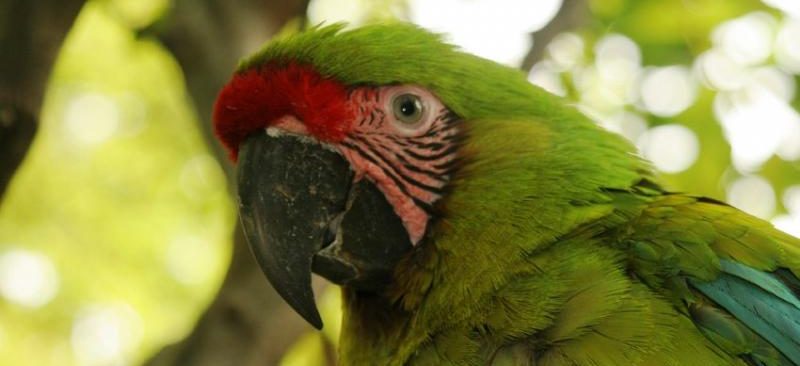 10+ Great Green Macaw Gif
