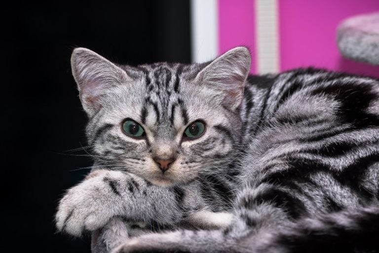View Silver Tabby Cat Breeds Pics