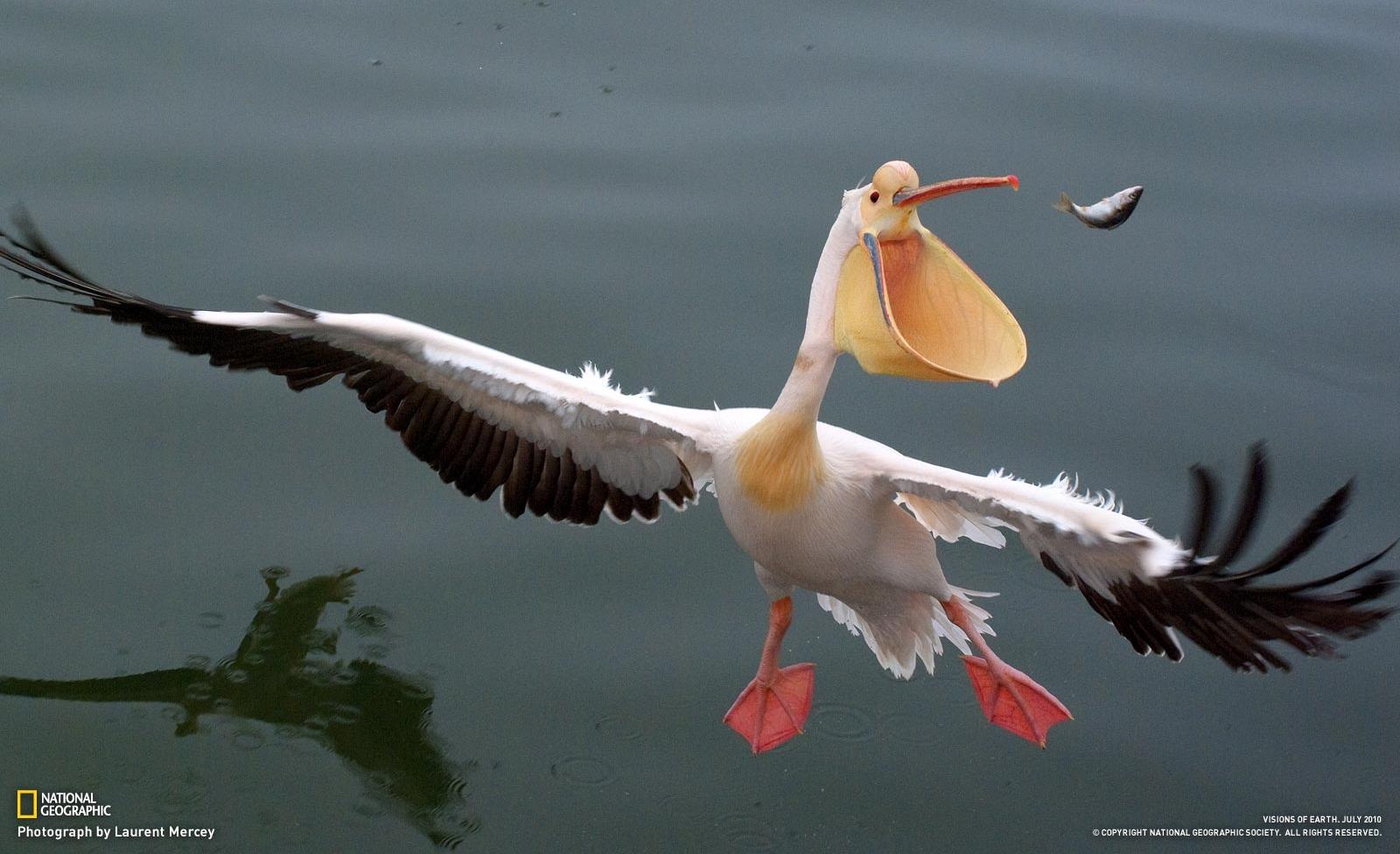 Get Great White Pelican
 Images