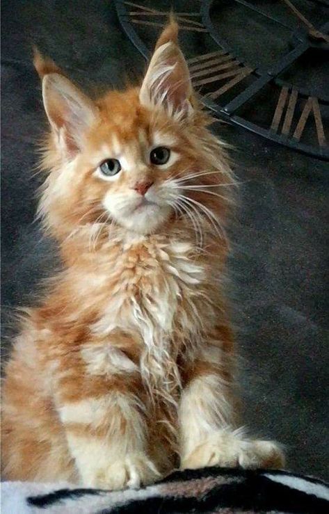 Download Maine Coon Breeders
 PNG