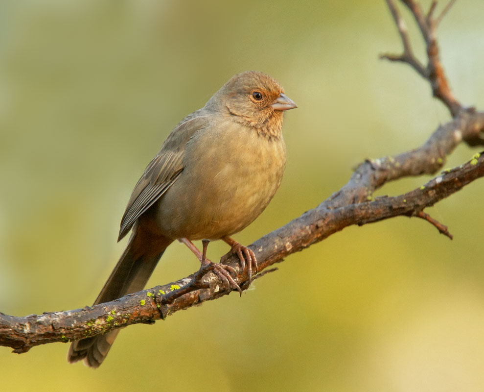 28+ California Towhee
 Pictures