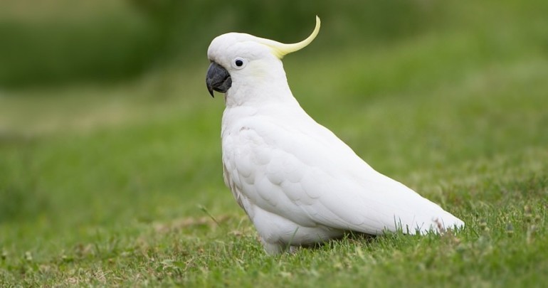 18+ Cockatoo Bird Images