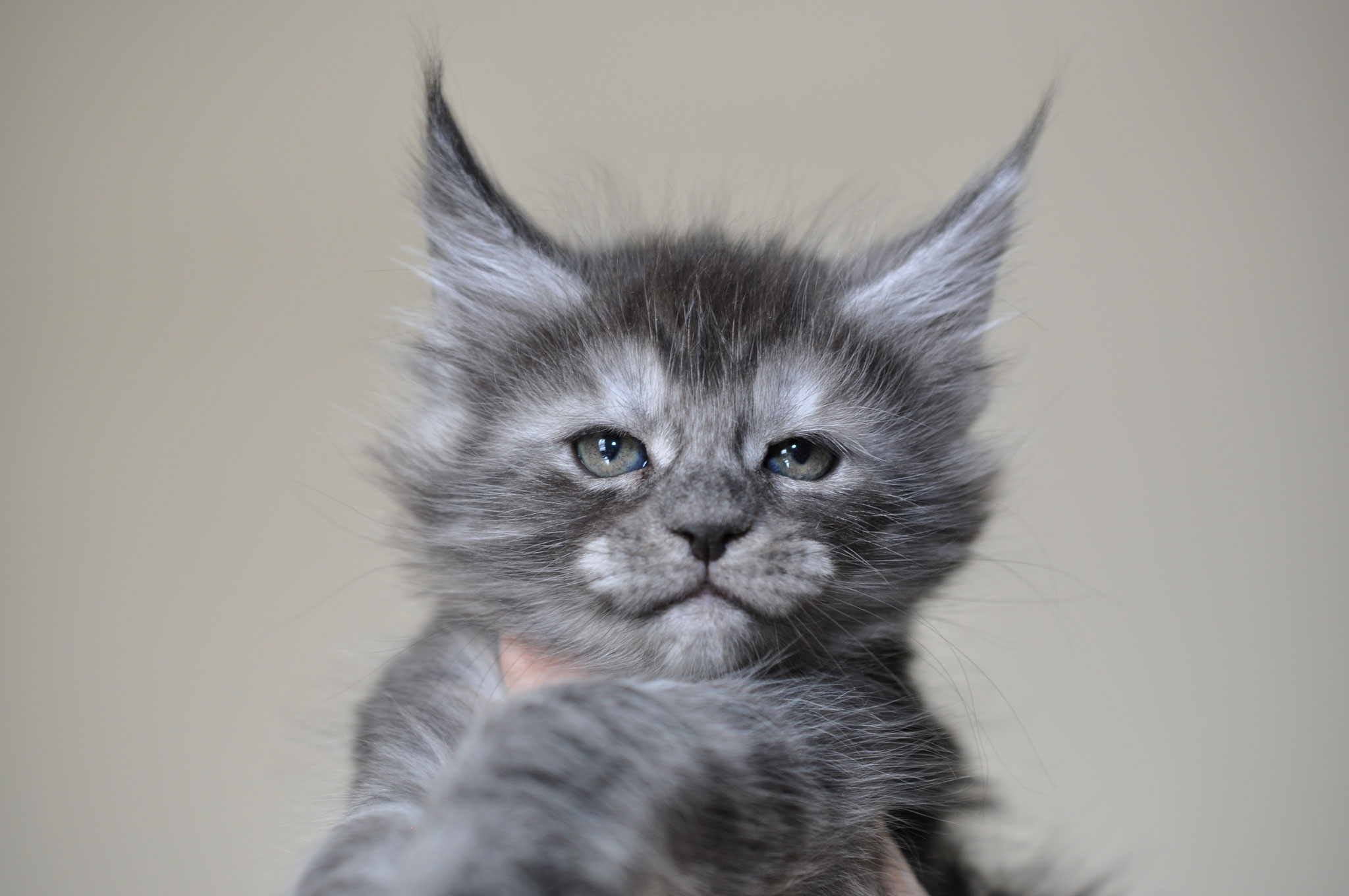 27+ Maine Coon Cats For Sale
 PNG