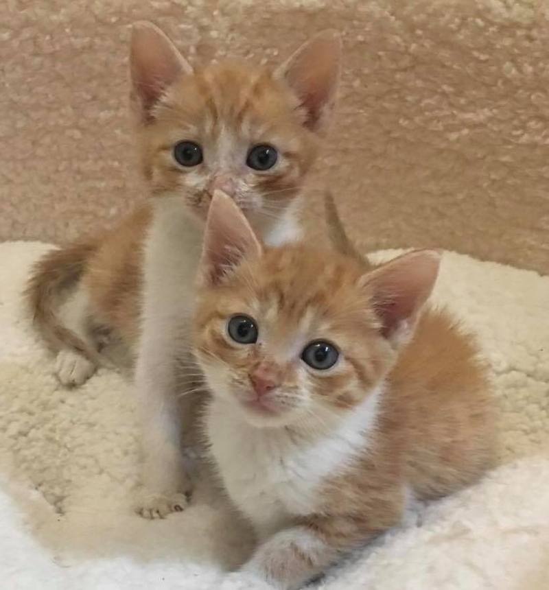25+ Ginger Kittens For Sale Pictures