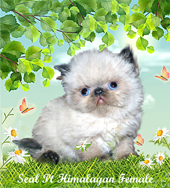 Download Himalayan Kittens For Sale
 PNG