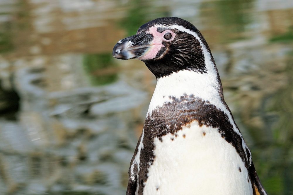 35+ Humboldt Penguin
 Images
