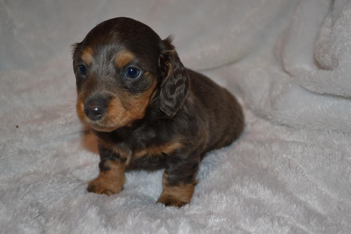 24+ Miniature Dachshund For Sale
 Pictures