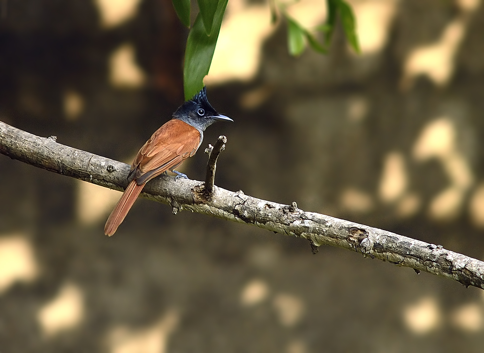15+ Indian Paradise Flycatcher
 Pictures