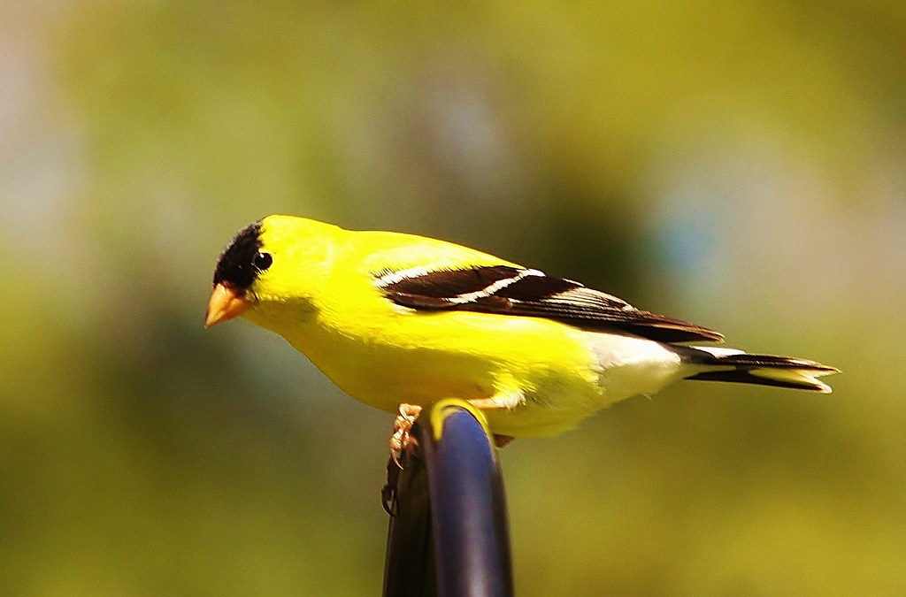 Download Yellow Finch
 Pics