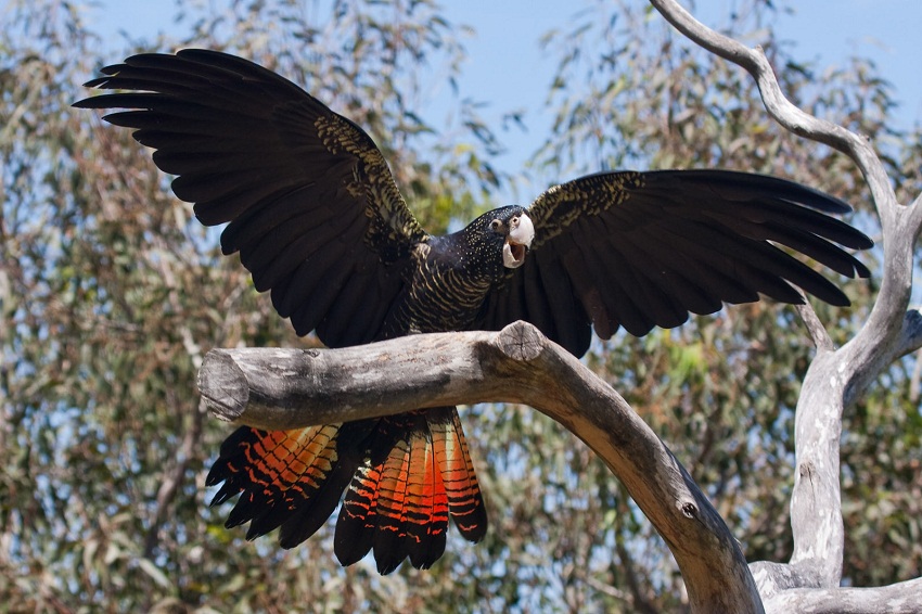 50+ Red Tailed Black Cockatoo
 Pictures