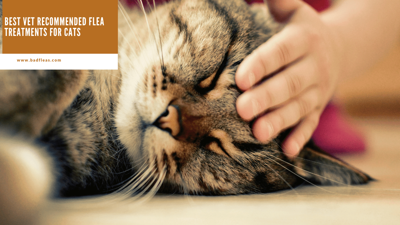 35+ Vet Recommended Flea Treatment For Cats Gif