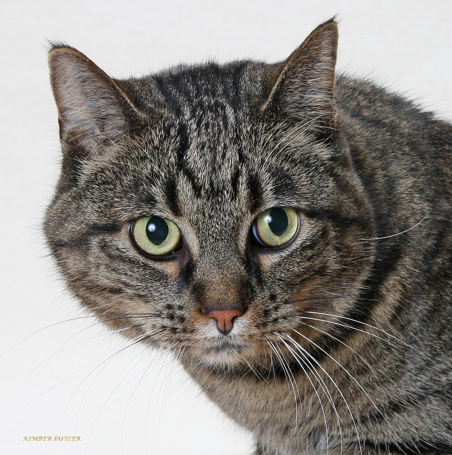 View Brown Tabby
 Pictures