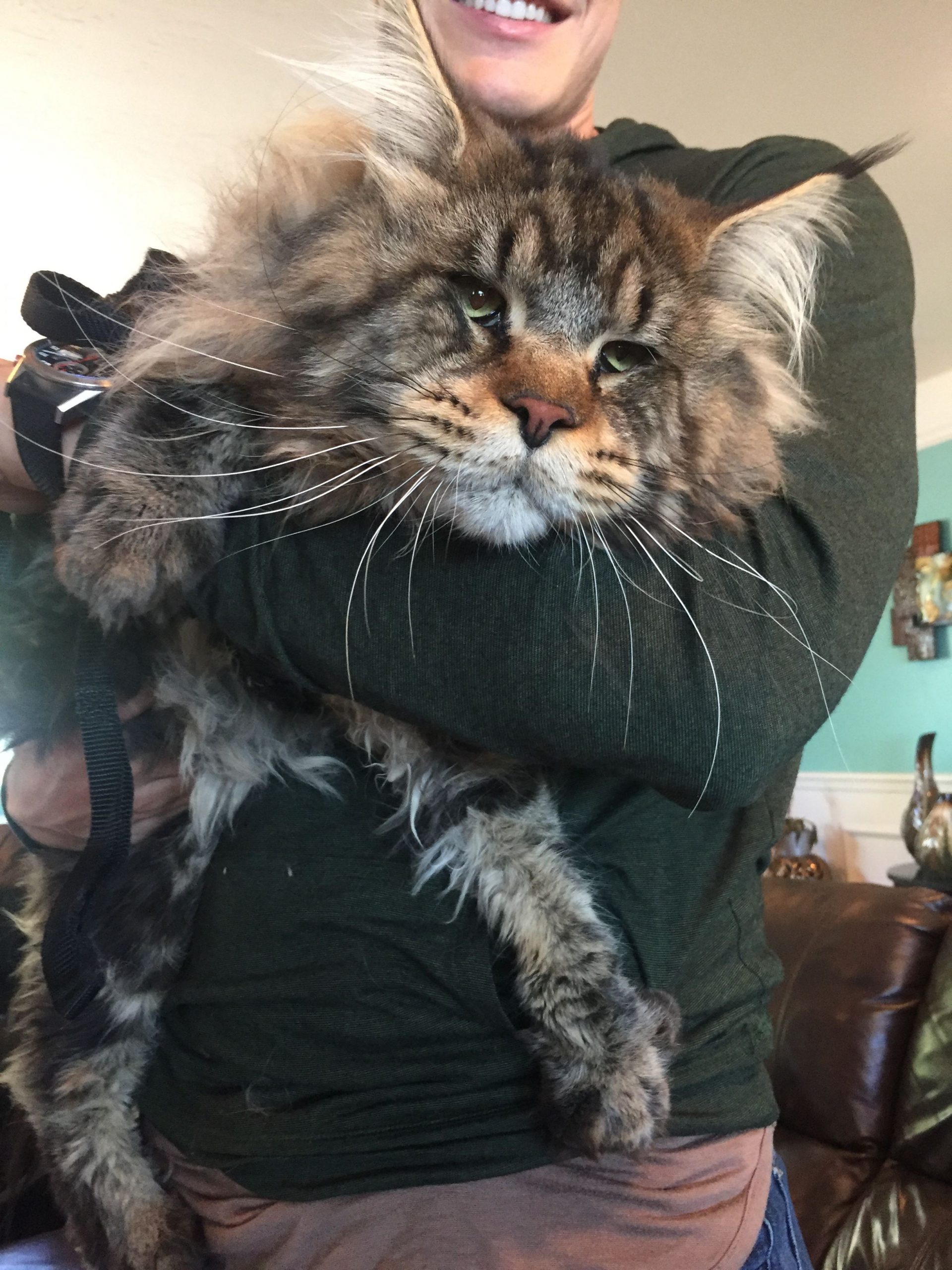 39+ Maine Coon Cats For Sale Near Me
 Gif