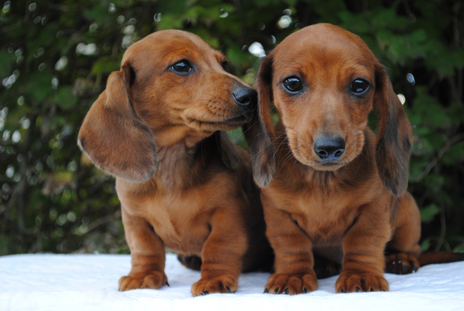 Download Dachshund Puppies For Sale
 Background