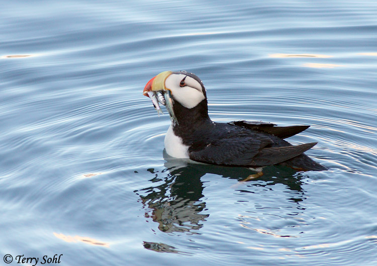 View Horned Puffin
 Pics
