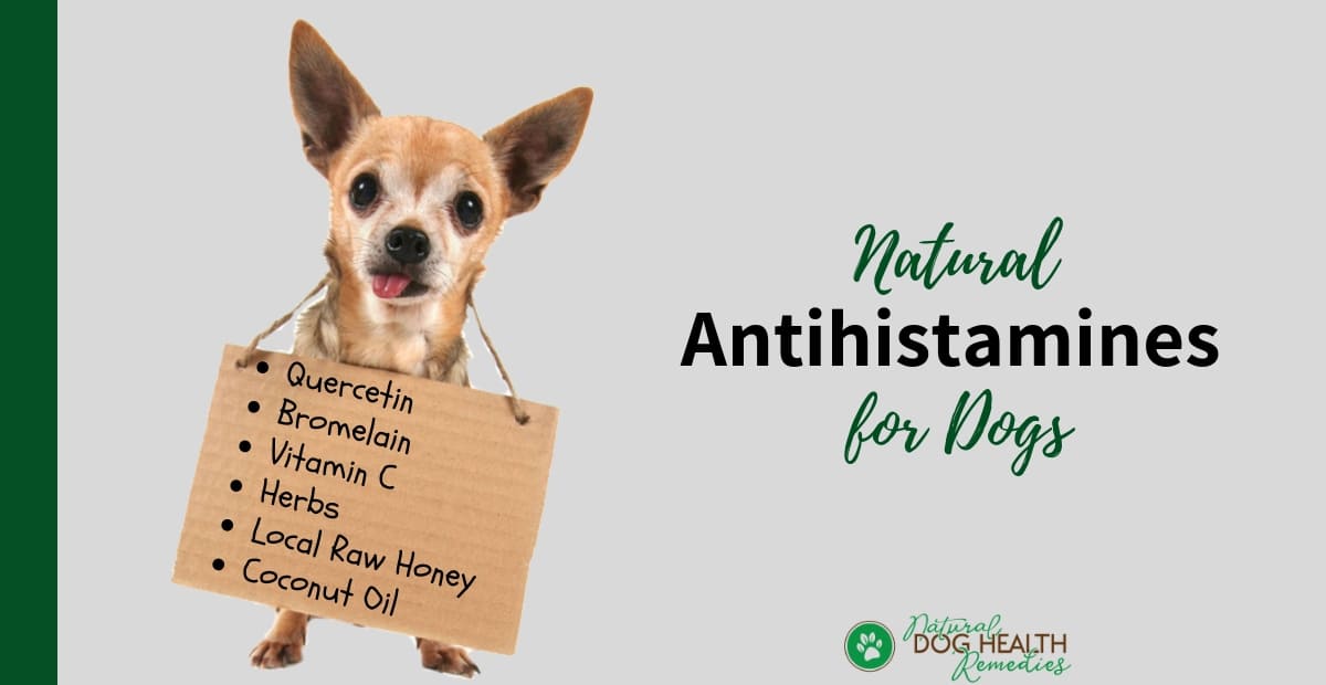 22+ Antihistamine For Dogs Pictures