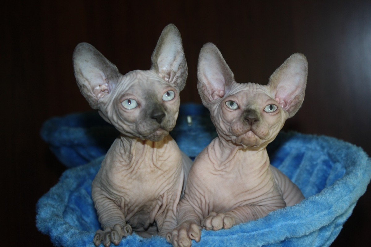 45+ Hairless Cat For Sale
 PNG