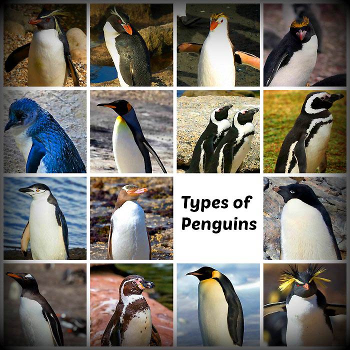 28+ Types Of Penguins
 Pics