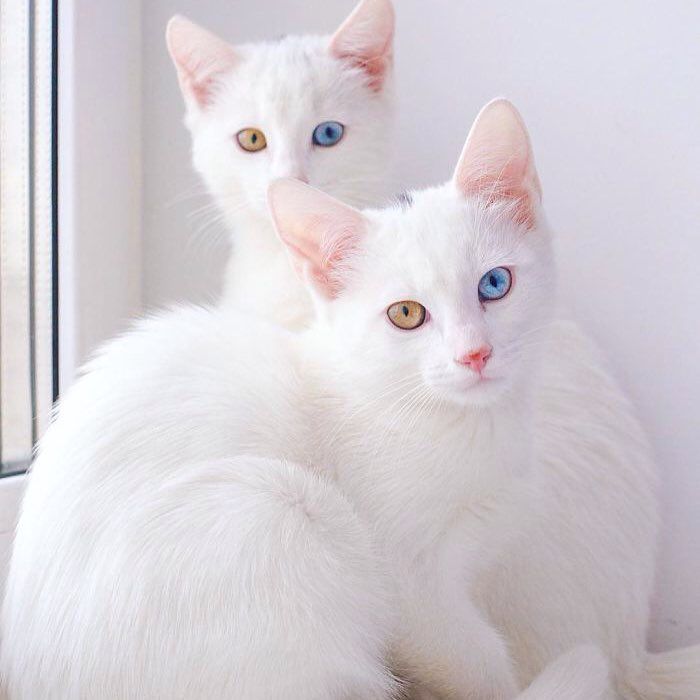 Get White Kitten
 Pictures