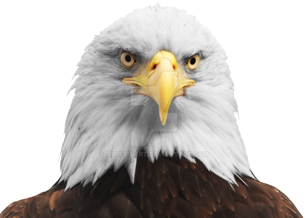 Get Eagle Head
 Pictures