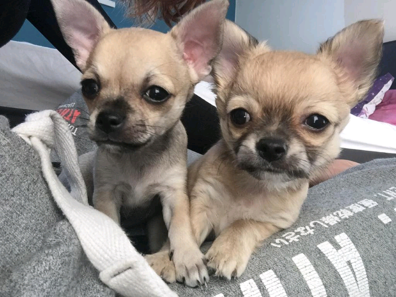 Download Chihuahua Puppies For Sale Near Me
 PNG
