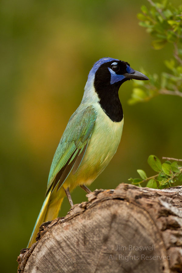 Download Green Jay PNG