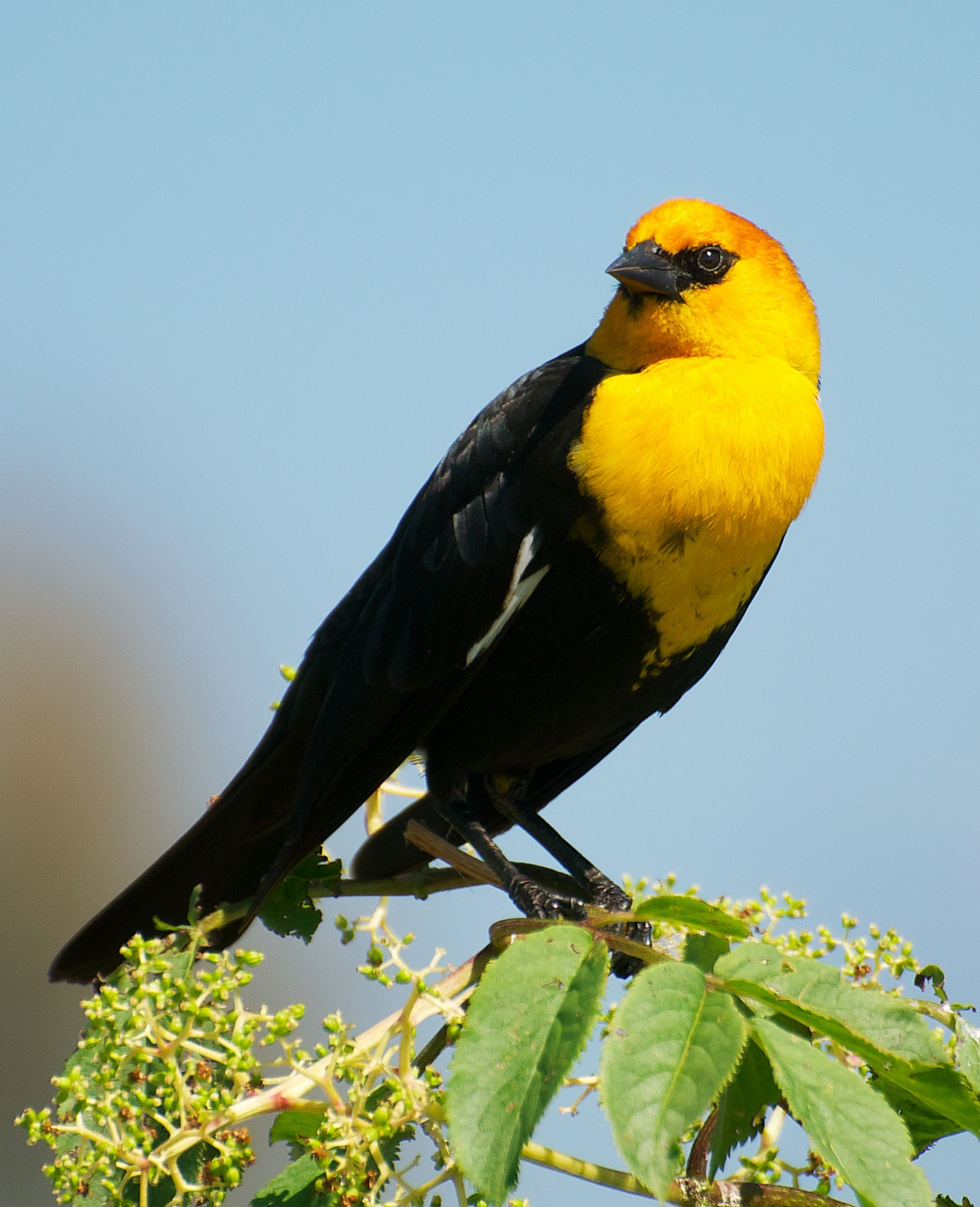 25+ Yellow And Black Bird Pictures