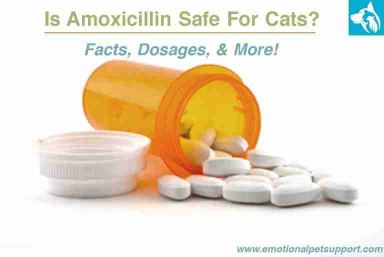 Get Amoxicillin For Cats
 Gif
