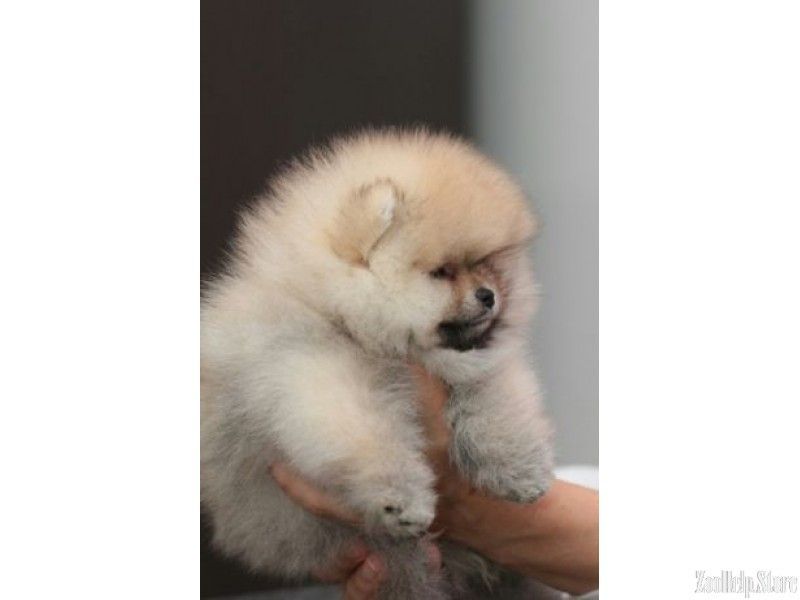 14+ Puppies For Sale Near Me Craigslist
 PNG