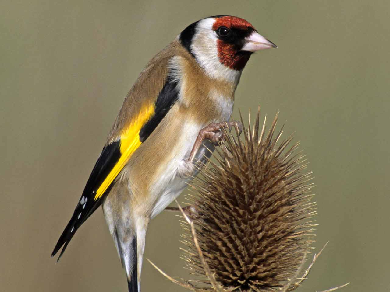 33+ Goldfinch
 Pictures