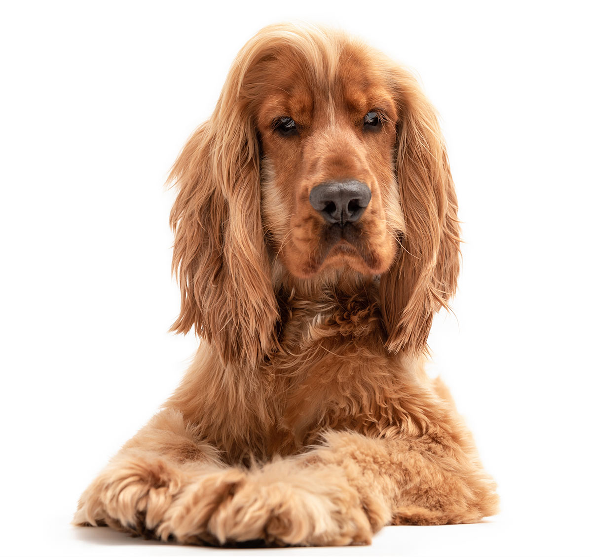 Download Tramadol For Dogs Pictures