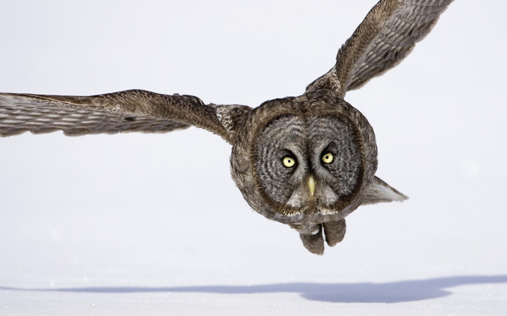 Download Owl Flying
 Images