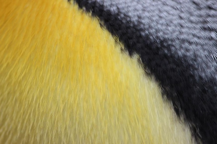 24+ Penguin Feathers
 Images
