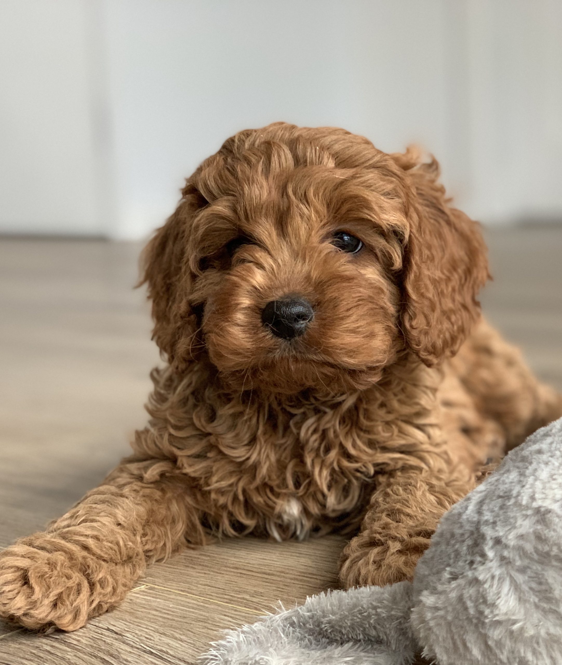 View Cavoodle Puppies For Sale
 Pics