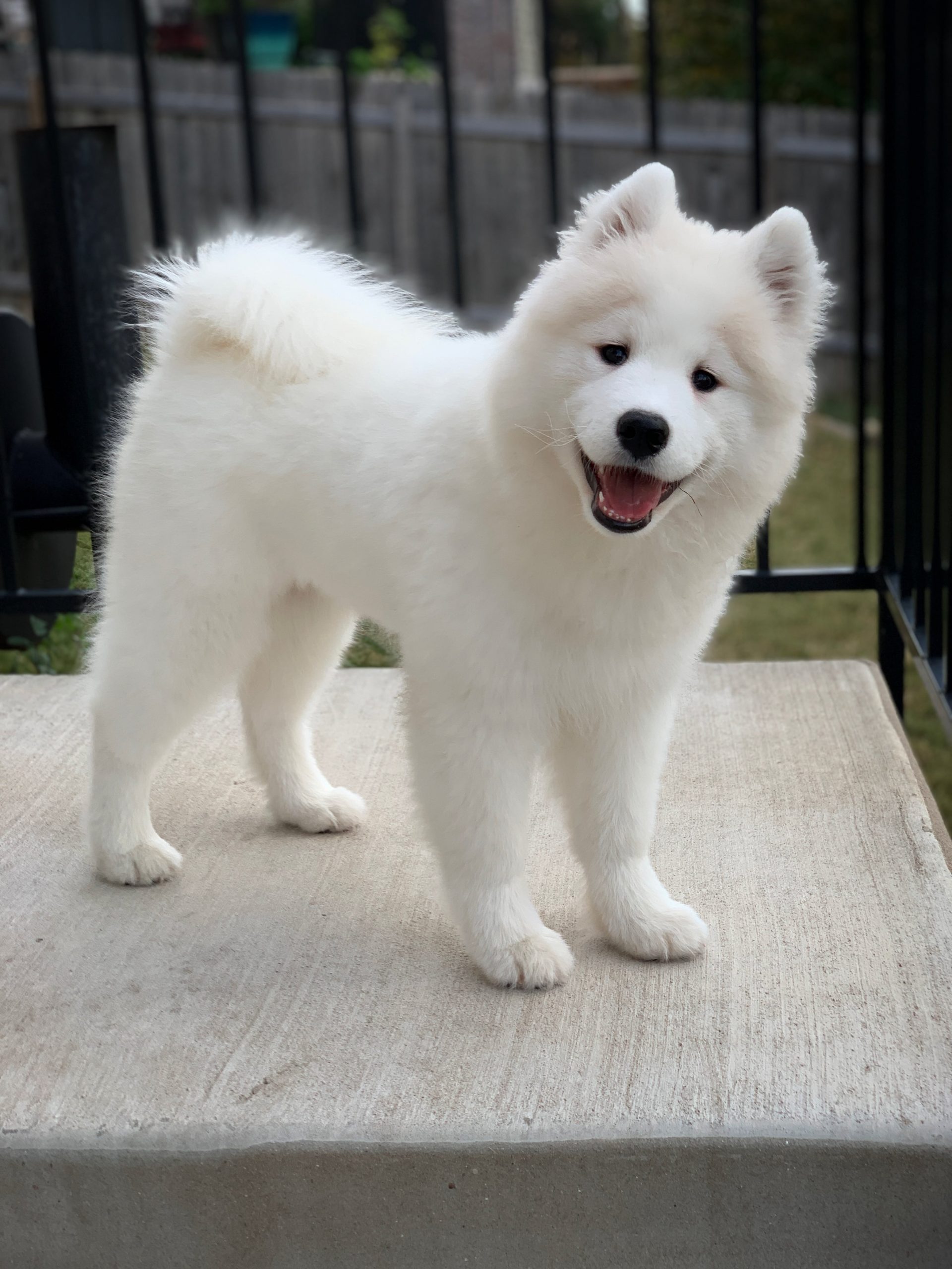 Download Big Fluffy Dog Breeds
 Images