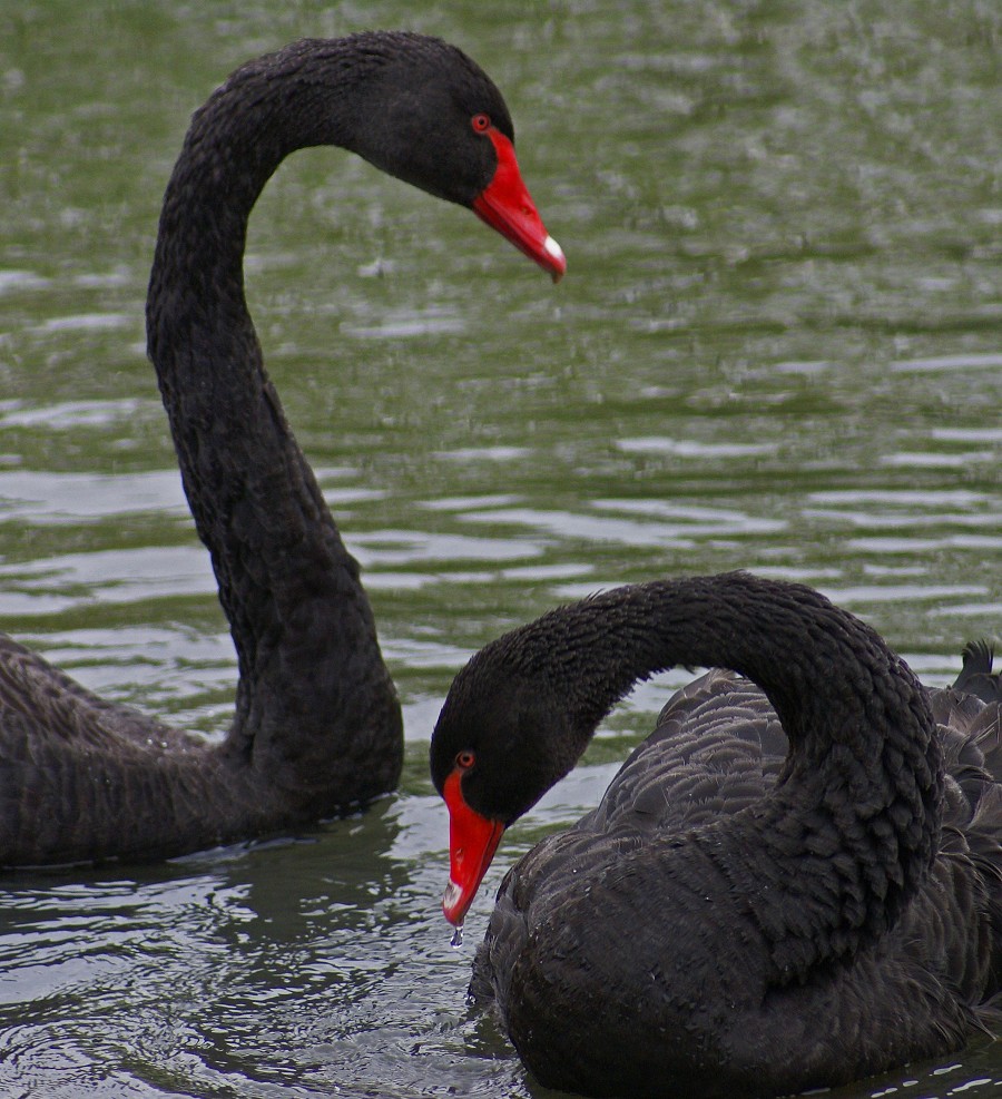 44+ Black Swans
 Pictures