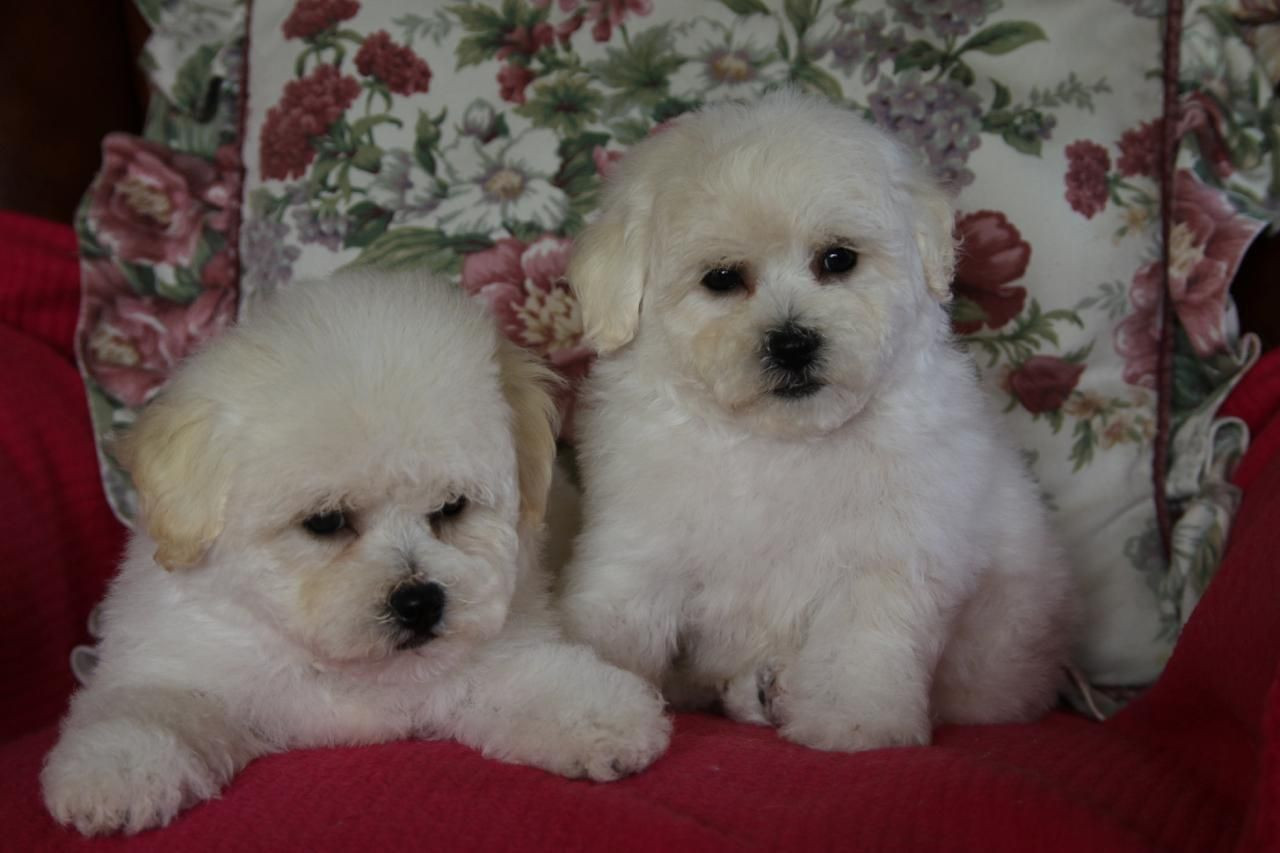 View Bichon Frise Puppies For Sale Gif