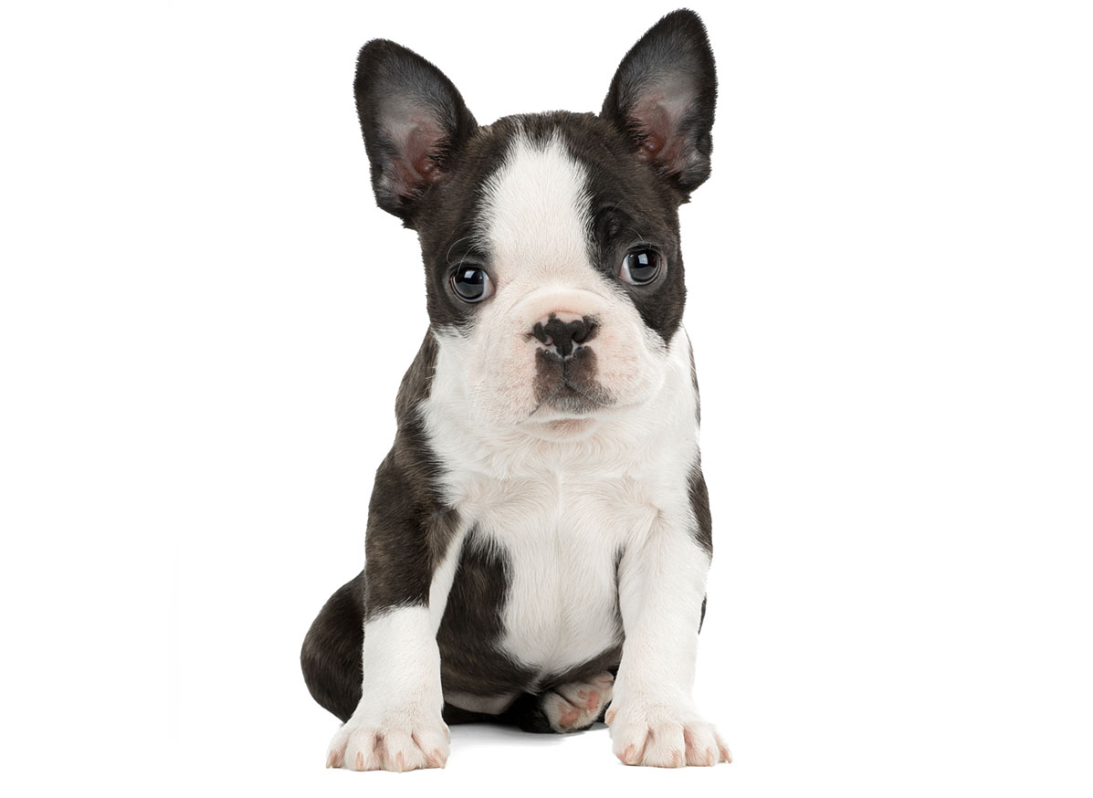 Get Boston Terrier Puppies For Sale
 Pictures