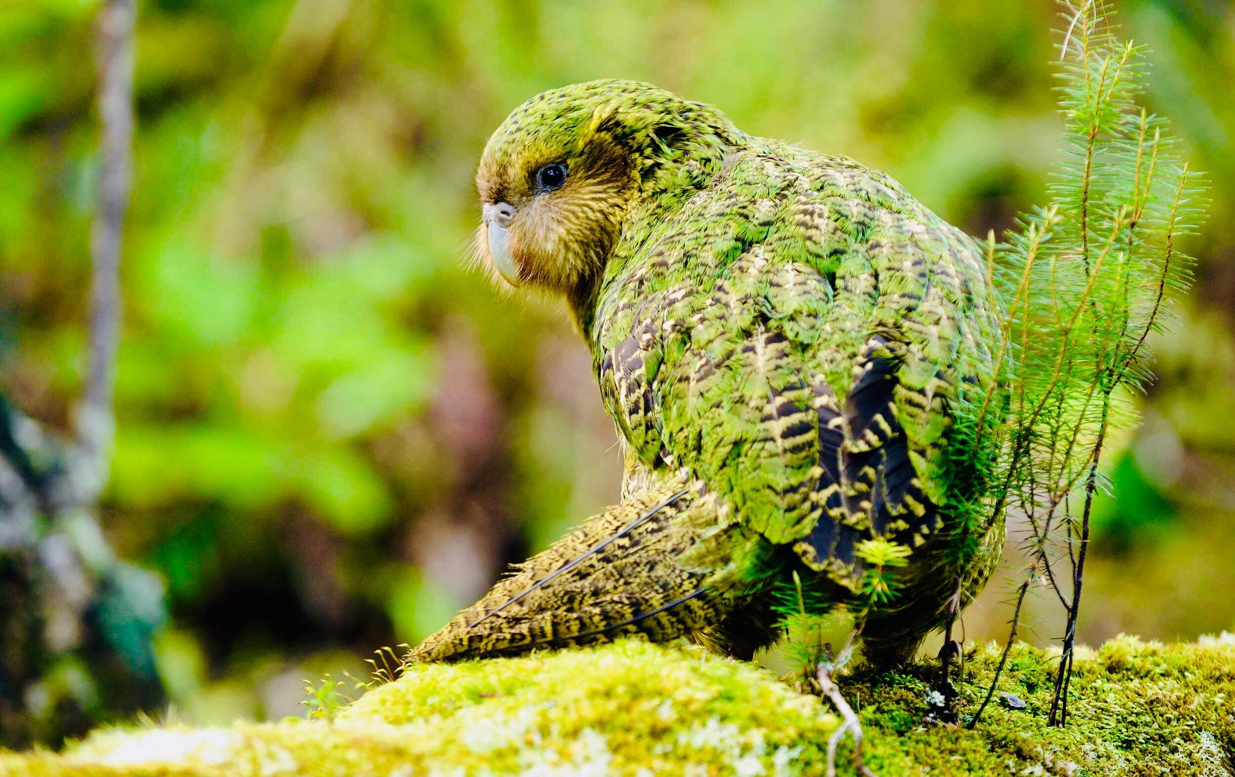 32+ Kakapo Parrot Images